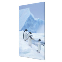 Adelie Penguins (Pygoscelis adeliae) on ice, Gallery Wrapped Canvas
