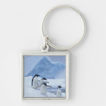 Adelie Penguins (Pygoscelis adeliae) on ice, Key Chain
