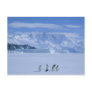 Adelie Penguins, Pygoscelis adeliae), Postcard