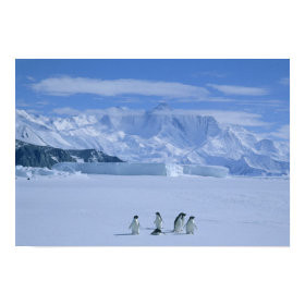 Adelie Penguins, Pygoscelis adeliae), print