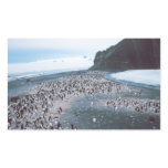 Adelie Penguins Stickers