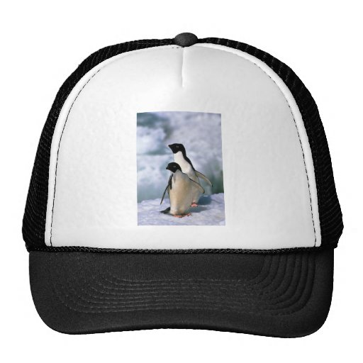 Adelie Penguins Trucker Hat