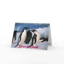Adelie Penguins, You're Invited! cards