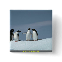 Adelite penguins, Antarctica Pin