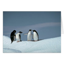 Adelite penguins, Antarctica Card