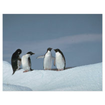 Adelite penguins, Antarctica Flyers