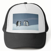 Adelite penguins, Antarctica Hat