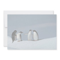 Adelite penguins, Antarctica Announcement