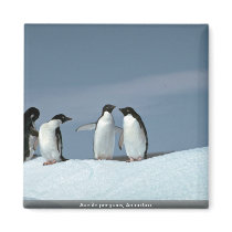 Adelite penguins, Antarctica Fridge Magnets