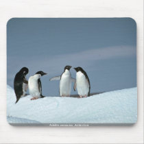 Adelite penguins, Antarctica Mousepad