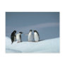 Adelite penguins, Antarctica Postcards