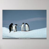 Adelite penguins, Antarctica Posters