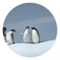 Adelite penguins, Antarctica Sticker