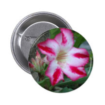 Adenium Tshirt Pinback Button