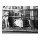 Adgie and Her Trained Lions 1897 Postcard