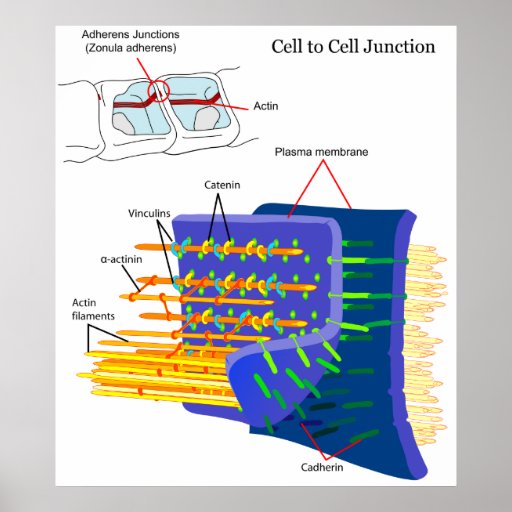 Adherens Junctions Protein Complexes Diagram Poster Zazzle