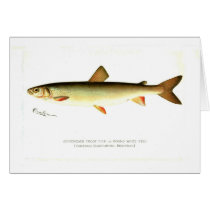 Adirondack Frost Fish Cards