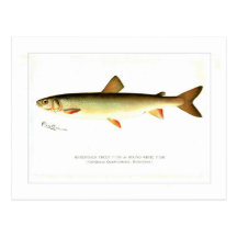 Adirondack Frost Fish Postcard