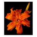 Adirondack Wild Flower posters by Molly_Morgan Adirondack Wild Flower posters