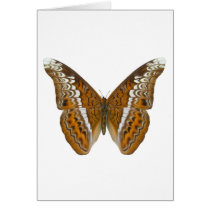Admiral Butterfly Greeting Cards