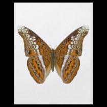 Admiral Butterfly flyers