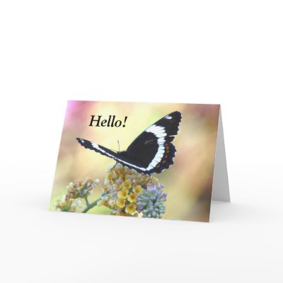 Admiral Butterfly Greeting Card by Koobear