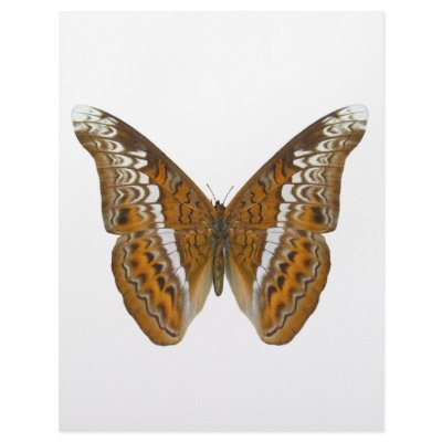 Admiral Butterfly Personalized Letterhead by Bigboy20769