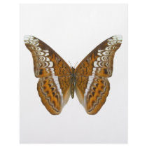 Admiral Butterfly Personalized Letterhead