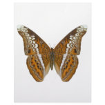Admiral Butterfly letterhead