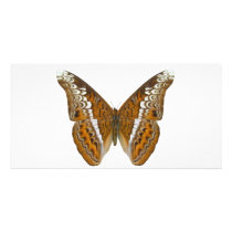 Admiral Butterfly Photo Cards