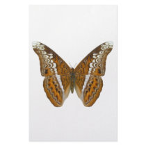Admiral Butterfly Stationery Design