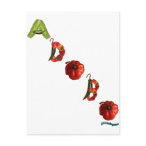Adobo Chili Peppers Post Card