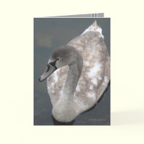 Adolescent Beauty cards by MoiraAshleigh Adolescent Beauty cards