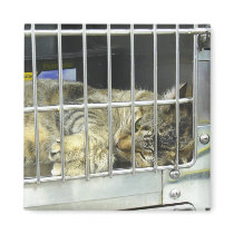 Adopt A Cat Magnet 001 by phantompanther Adopt A Cat Magnet 001
