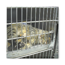 Adopt A Cat Magnet 002