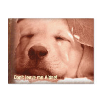 Adopt a Dog Postcard