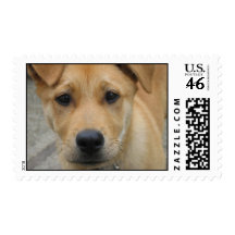 Adopt a dog today stamp - mutt