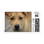 Adopt a dog today stamp - mutt