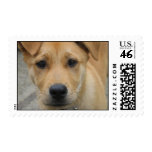 Adopt a dog today stamp - mutt