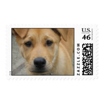 Adopt a dog today stamp - mutt
