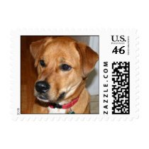 Adopt a dog today stamp - mutt