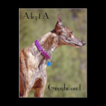 Adopt A Greyhound Postcard postcards