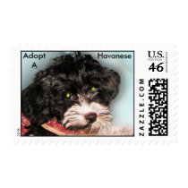 Adopt a Havanese stamp