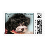 Adopt a Havanese stamp