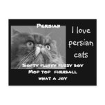 adopt a persian cat ! postcard