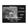 adopt a persian cat ! postcard