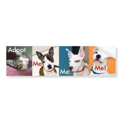 Adopt A Pet Bumper Sticker by Hoffard