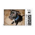 adopt a pet stamps