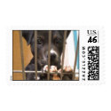 Adopt a puppy postage postage