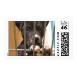 Adopt a puppy postage